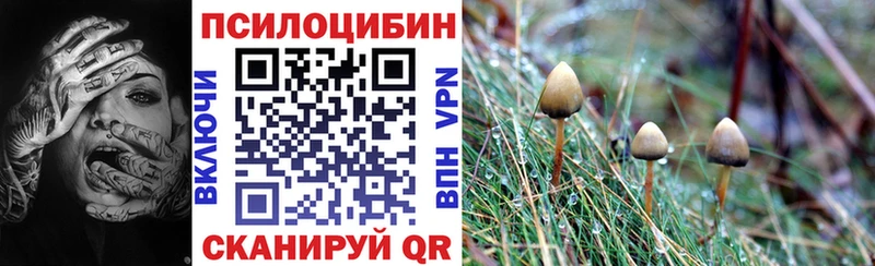 Купить закладки  Пикалёво  Псилоцибиновые грибы мицелий 